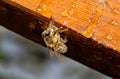 The bee is eating honey sitting on wooden honeycomb frame in an apiary outdoors. Bee eating honey from honeycomb. Bee