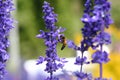 Bee eating nectar at purple little flowers in garden