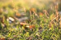 bee eating poaceae or grass flower pollen at sunrise