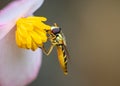 Marmalade hoverfly eating pollen Royalty Free Stock Photo