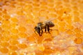 A bee eating sweet golden honey sitting on a frame with honeycombs. Wax cells of the honeycombs are filled with nectar