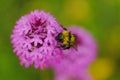 Bee eating on a wild orchidea flower in Alava, Spain