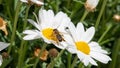 Bee eating and workin for spring time on flower