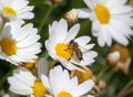 Bee eating and workin for spring time on flower