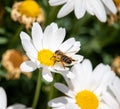 Bee eating and workin for spring time on flower