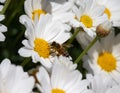 Bee eating and workin for spring time on flower