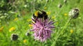 Bee eats cornflower nectar