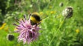 The bee eats the nectar of Knapweed pollinating it Royalty Free Stock Photo