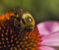 Bee on Echinacea flower extreme close cup Royalty Free Stock Photo