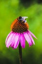 Bee on Echinacea flower Royalty Free Stock Photo