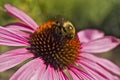 Bee on Echinacea flower high angle close cup Royalty Free Stock Photo