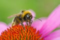 Bee on echinacea flower macro background Royalty Free Stock Photo