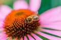 Bee on the echinacea flower in summer