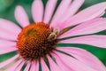 Bee on the echinacea flower in summer