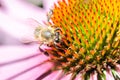 bee on echinacea purpurea /bee pollinates a colourful flower Royalty Free Stock Photo