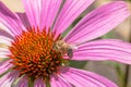 Bee on an echinacea purpurea flower aka Coneflower Royalty Free Stock Photo