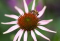 Bee on a Echinacea purpurea purple cone flower in a garden in summer Royalty Free Stock Photo