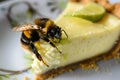 bee on the edge of a key lime pie piece Royalty Free Stock Photo