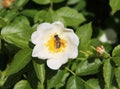 Bee on eglantine blooms Royalty Free Stock Photo
