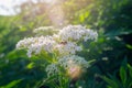 Bee on an elderflower on a green branch under the sun\'s rays. Medicinal plant