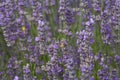 A bee enjoying lavender plant, field lilac Royalty Free Stock Photo