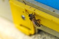 Bee entering the hive. Bee walking at the entrance to the hive macro