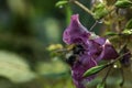 A bee enters a purple flower, macro close-up. Green background