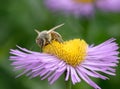 Bee on Erigeron Royalty Free Stock Photo