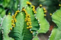 Bee on Euphorbia cactus with Yellow blossoms
