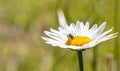 Bee extracting pollen from the yellow center of a daisy flower in a garden Royalty Free Stock Photo