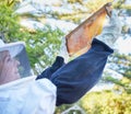 Bee farm, honey frame and woman checking honeycomb outdoors. Beekeeping, startup and female small business owner, farmer