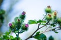 Bee feedind on Flower heads of Lesser burdock ` Arctium minus` in a spring season at a botanical garden.