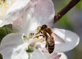 Bee feeding on apple flower Royalty Free Stock Photo