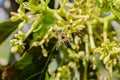 Bee On Avocado Blossom