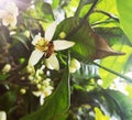 Bee feeding on a citrus flower