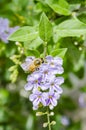 Bee Feeding From Duranta Erecta L. Flowers Royalty Free Stock Photo