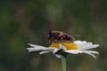 Bee feeding on flower Royalty Free Stock Photo