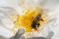 Bee is feeding on Flower pollen