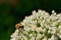 A Bee feeding on a flowers plant Royalty Free Stock Photo