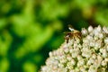 A Bee feeding on a flowers plant Royalty Free Stock Photo