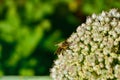 A Bee feeding on a flowers plant Royalty Free Stock Photo