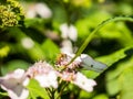 Bee feeding , flying and stingking on flowers in a park, outdoor