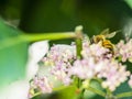 Bee feeding , flying and stingking on flowers in a park, outdoor