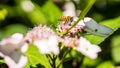 Bee feeding , flying and stingking on flowers in a park, outdoor