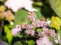 Bee feeding , flying and stingking on flowers in a park, outdoor