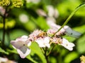 Bee feeding , flying and stingking on flowers in a park, outdoor