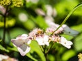 Bee feeding , flying and stingking on flowers in a park, outdoor