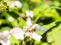 Bee feeding , flying and stingking on flowers in a park, outdoor