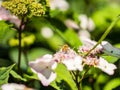 Bee feeding , flying and stingking on flowers in a park, outdoor