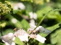 Bee feeding , flying and stingking on flowers in a park, outdoor